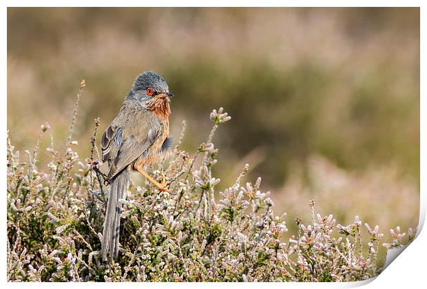 Dartford warbler (Sylvia undata). Print by chris smith