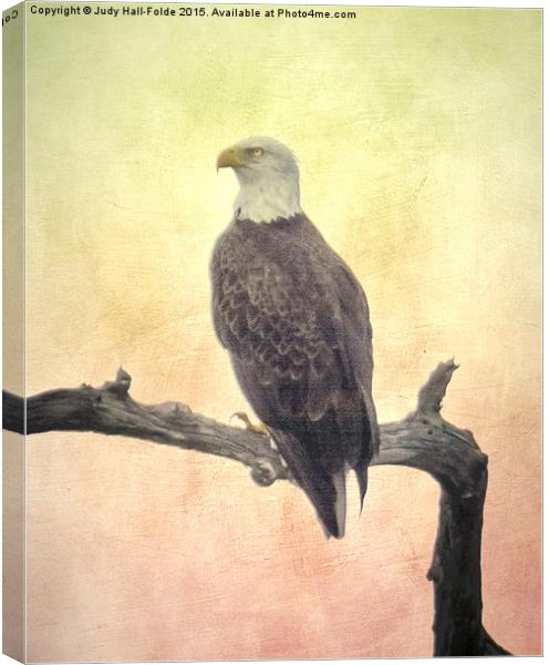  Bald Eagle Canvas Print by Judy Hall-Folde