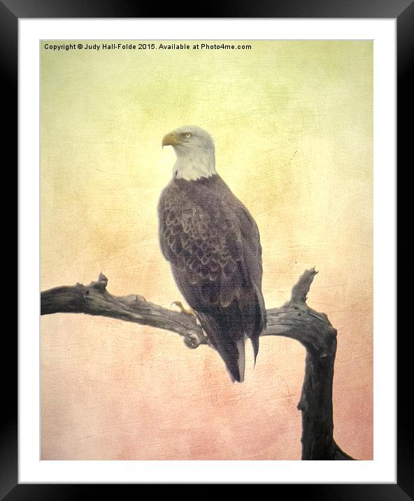  Bald Eagle Framed Mounted Print by Judy Hall-Folde