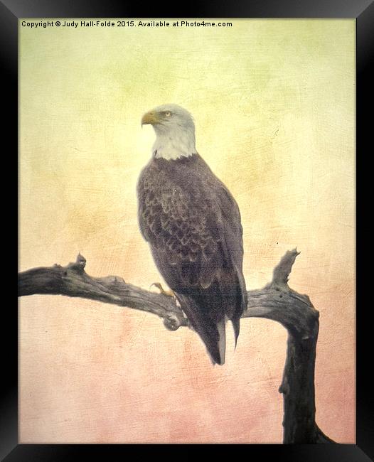  Bald Eagle Framed Print by Judy Hall-Folde