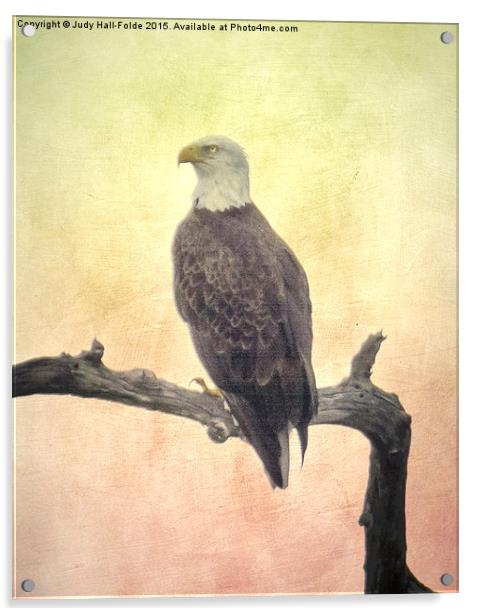  Bald Eagle Acrylic by Judy Hall-Folde