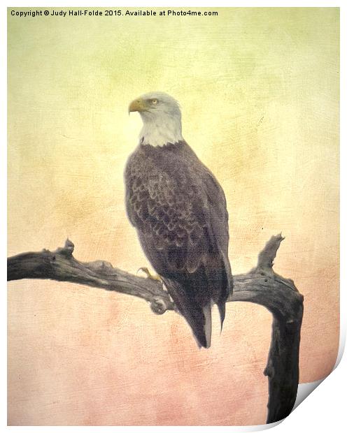  Bald Eagle Print by Judy Hall-Folde