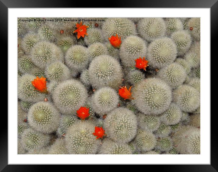 Cactus Framed Mounted Print by Jane Emery