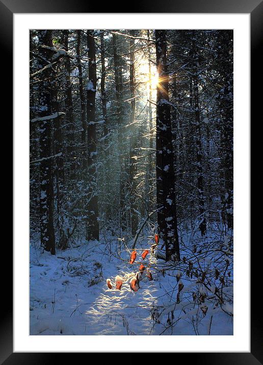  Forest Snow Framed Mounted Print by Graham Jackson