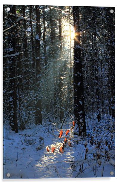  Forest Snow Acrylic by Graham Jackson
