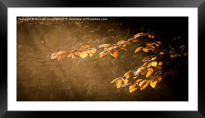  Illuminated Autumn Beech  Framed Mounted Print by Michael Houghton