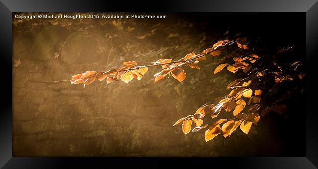  Illuminated Autumn Beech  Framed Print by Michael Houghton