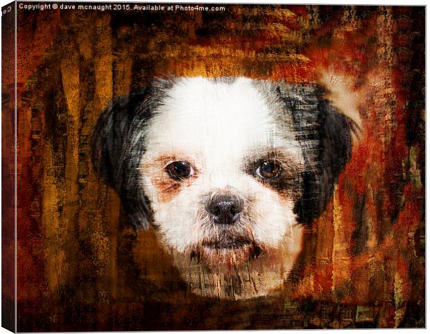  Shih Tzu Dog Canvas Print by dave mcnaught