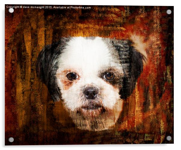  Shih Tzu Dog Acrylic by dave mcnaught