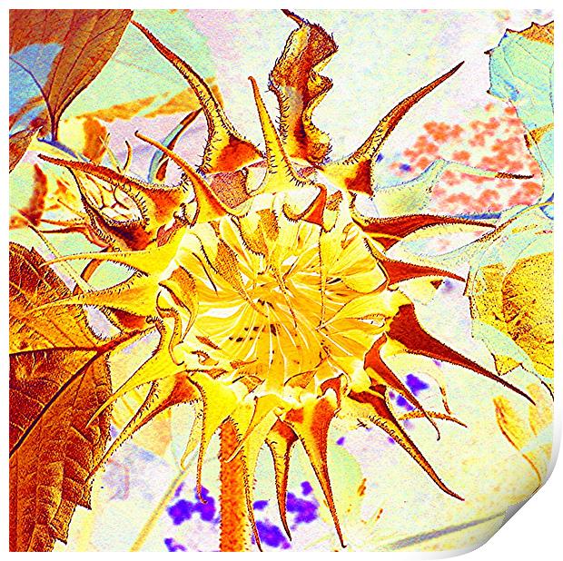 Sunflower art Print by Heather Gale