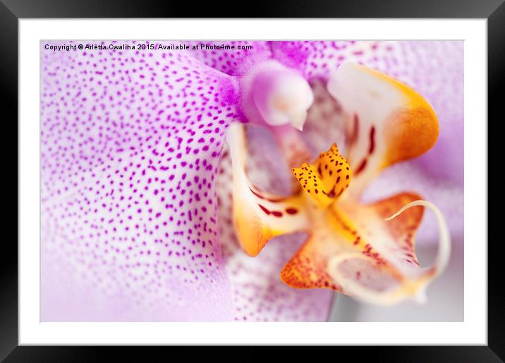 Pink spotted Orchid flower Framed Mounted Print by Arletta Cwalina