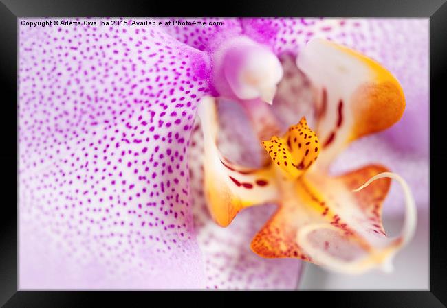 Pink spotted Orchid flower Framed Print by Arletta Cwalina