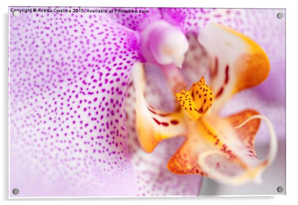 Pink spotted Orchid flower Acrylic by Arletta Cwalina