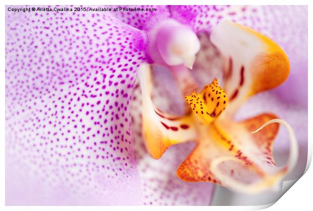 Pink spotted Orchid flower Print by Arletta Cwalina
