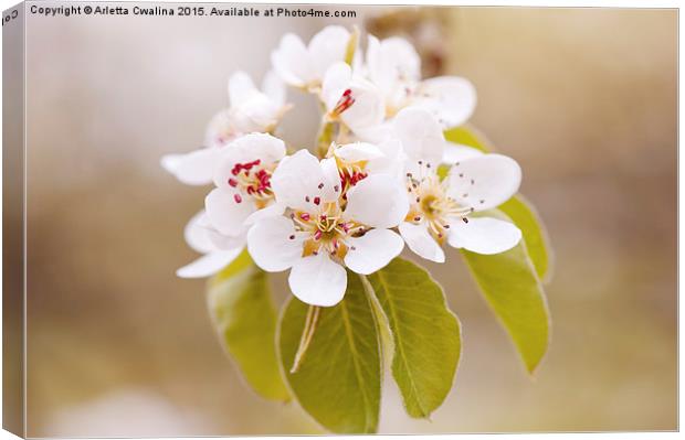 White Pyrus blossoms macro Canvas Print by Arletta Cwalina