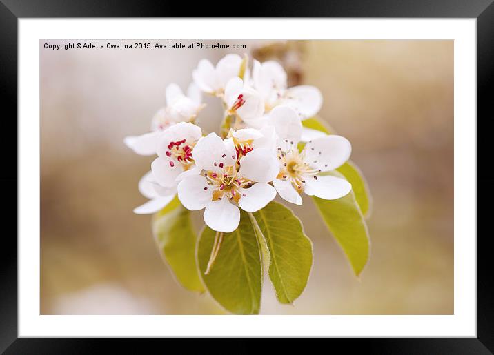 White Pyrus blossoms macro Framed Mounted Print by Arletta Cwalina