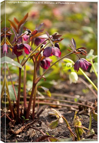Hellebore claret color blossoms Canvas Print by Arletta Cwalina