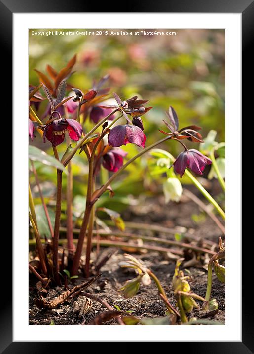 Hellebore claret color blossoms Framed Mounted Print by Arletta Cwalina