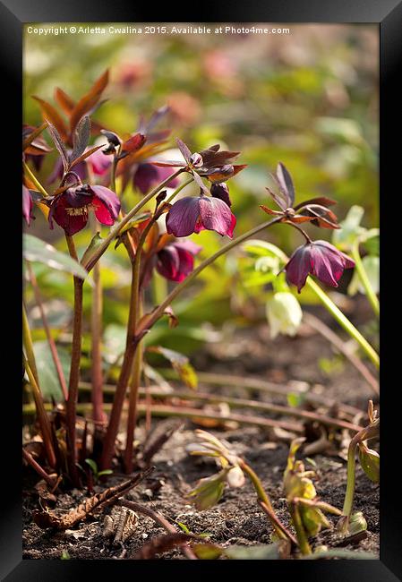 Hellebore claret color blossoms Framed Print by Arletta Cwalina
