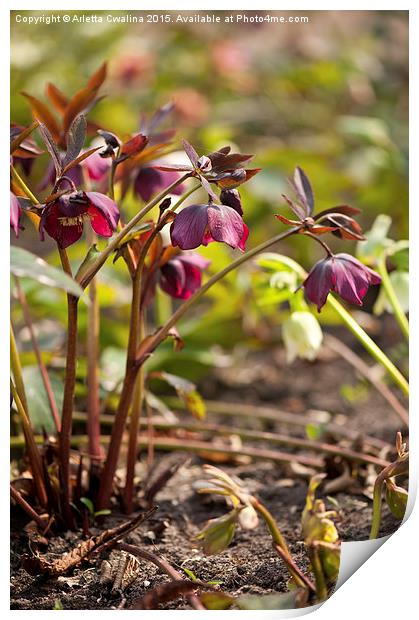 Hellebore claret color blossoms Print by Arletta Cwalina