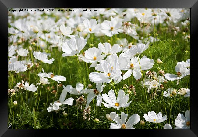 White Cosmos plants blooming Framed Print by Arletta Cwalina