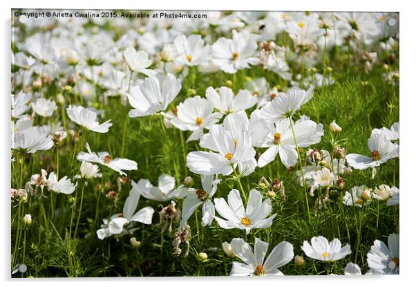 White Cosmos plants blooming Acrylic by Arletta Cwalina