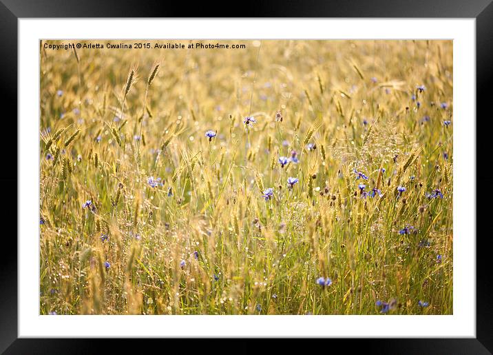 Wet meadow after the rain Framed Mounted Print by Arletta Cwalina