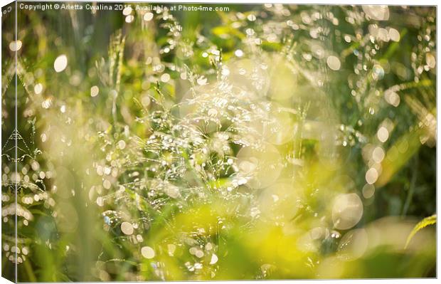 Sunny grass after the rain Canvas Print by Arletta Cwalina