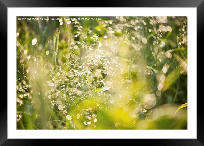 Sunny grass after the rain Framed Mounted Print by Arletta Cwalina