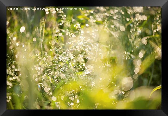 Sunny grass after the rain Framed Print by Arletta Cwalina
