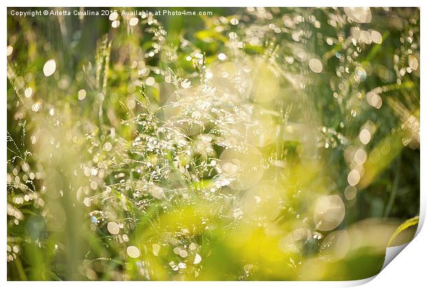 Sunny grass after the rain Print by Arletta Cwalina