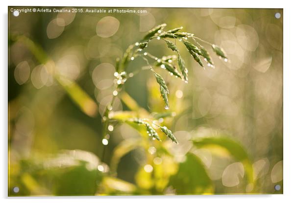 Grass macro after the rain Acrylic by Arletta Cwalina