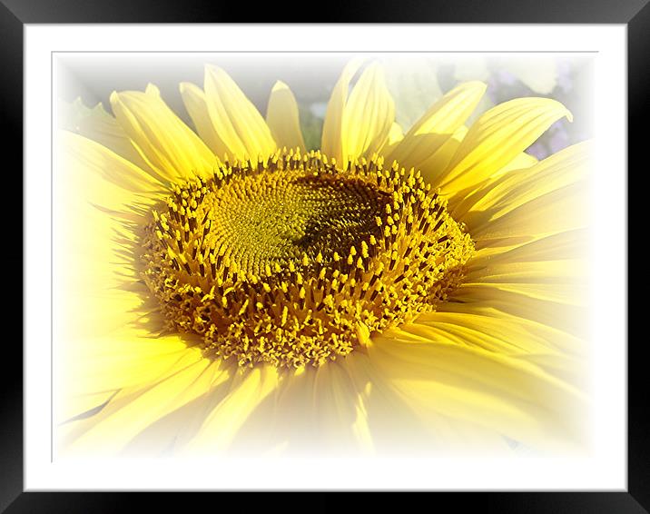 Gentle Sunflower Framed Mounted Print by Heather Gale