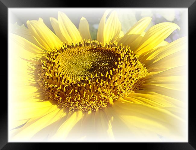 Gentle Sunflower Framed Print by Heather Gale