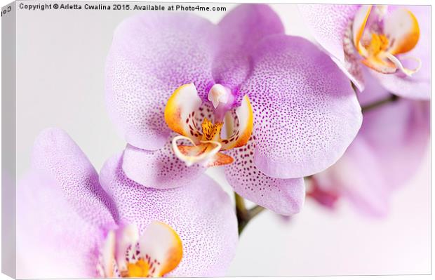 Pink spotted Orchid blossoms Canvas Print by Arletta Cwalina