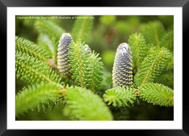 Fir cones on twig shoots Framed Mounted Print by Arletta Cwalina