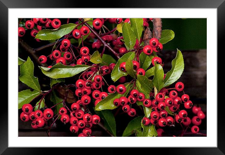 Pyracantha Berries  Framed Mounted Print by Jacqi Elmslie