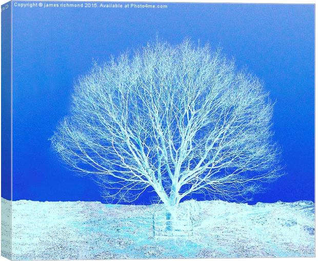  Tree in Winter Canvas Print by james richmond