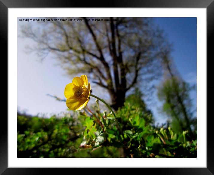  A beautiful flower in forest, Framed Mounted Print by Ali asghar Mazinanian