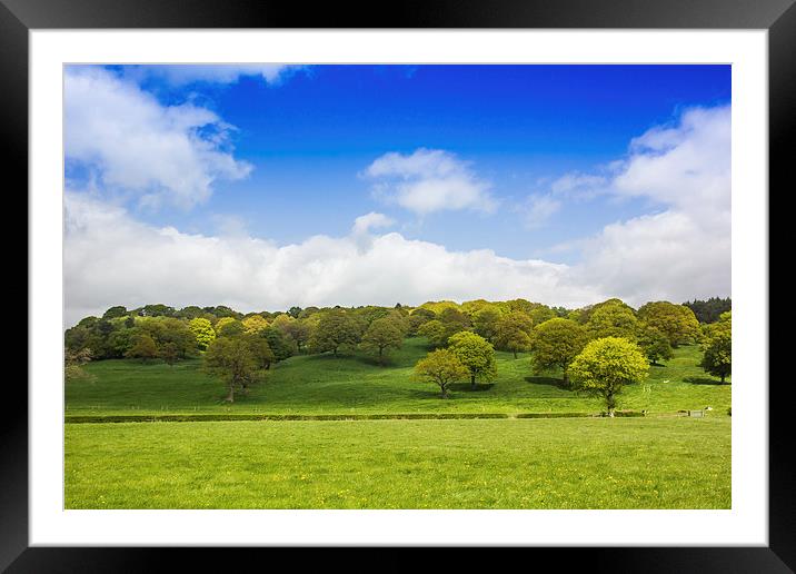  Spring trees Framed Mounted Print by Mark Ollier