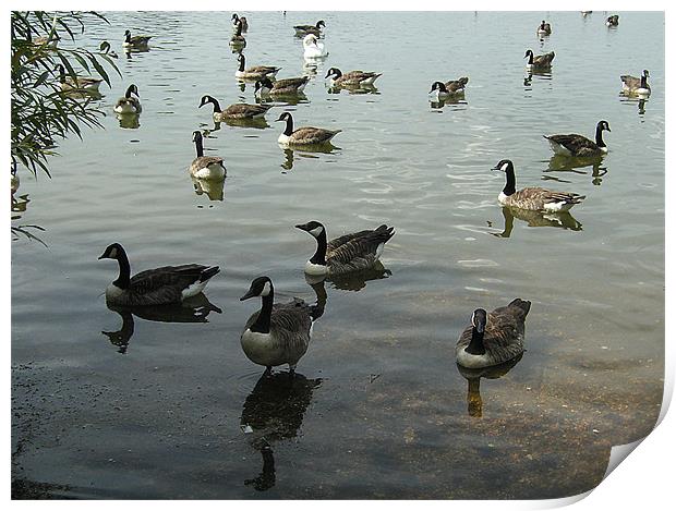 Geese on a lake Print by Teresa Willett