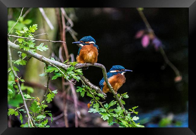  Kings Look left Look Right Framed Print by Mark Ollier