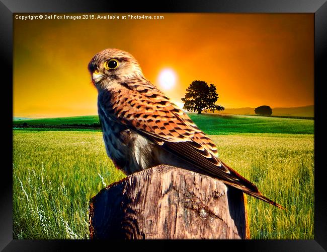 Perching Kestrel Framed Print by Derrick Fox Lomax