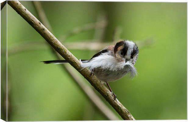  "Mouthful" (longtailed Tit) Canvas Print by Mark Ollier