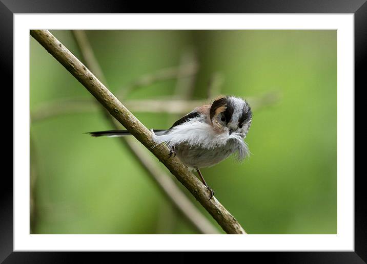 "Mouthful" (longtailed Tit) Framed Mounted Print by Mark Ollier