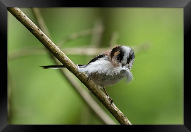  "Mouthful" (longtailed Tit) Framed Print by Mark Ollier