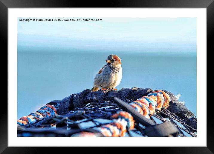 Lone Sparrow Framed Mounted Print by Paul Davies