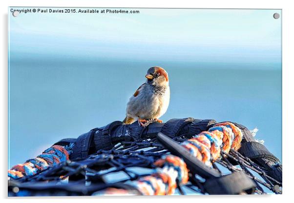 Lone Sparrow Acrylic by Paul Davies