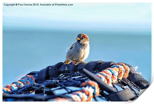  Lone Sparrow Print by Paul Davies