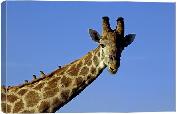 Giraffe with Oxpeckers Canvas Print by Tony Murtagh